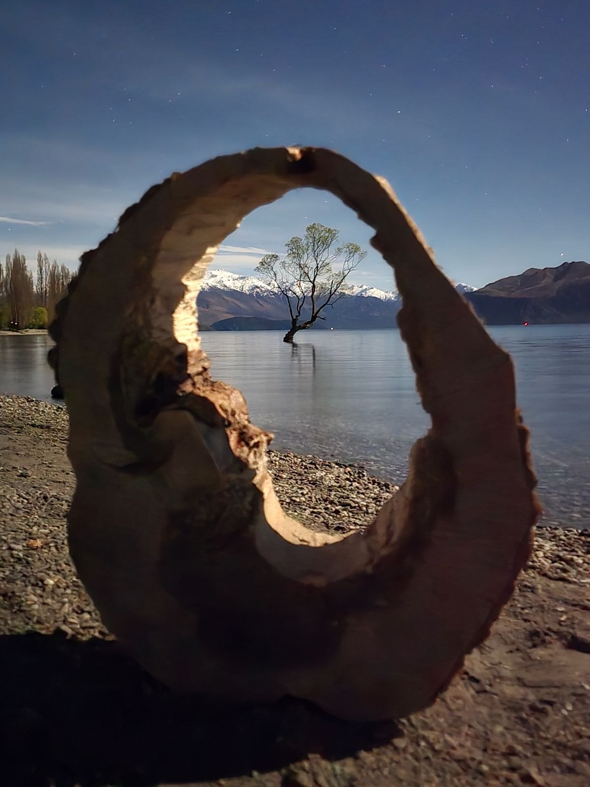 The Wānaka tree standing in the lake, framed by driftwood, with snow-capped mountains behind