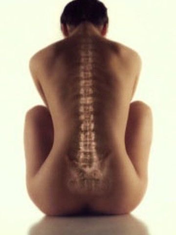 Illustration of the spine along the back of a seated person